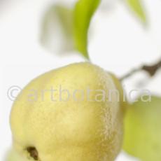 Quitte-Frucht-Cydonia-oblonga-21