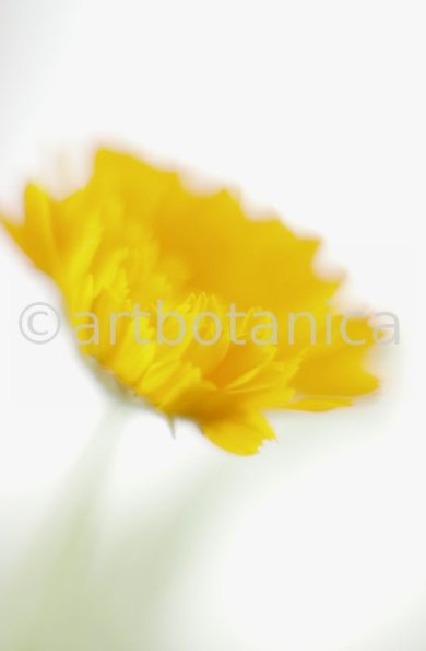 Ringelblume-Calendula-officinalis-69