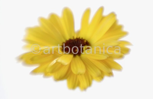 Ringelblume-Calendula-officinalis-106