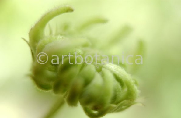 Ringelblume-Calendula-officinalis-87