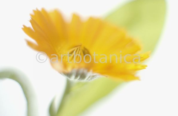 Ringelblume-Calendula-officinalis-37