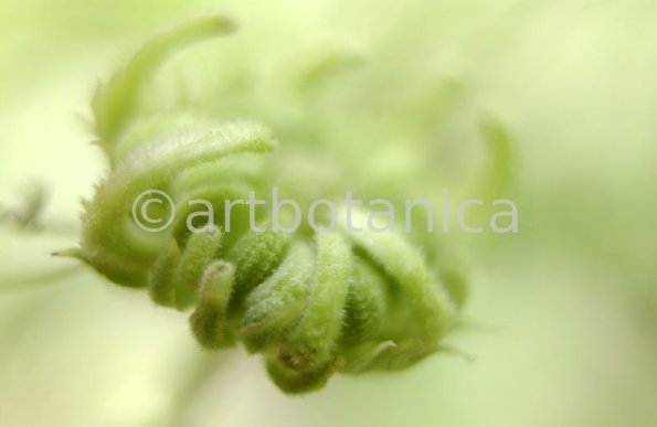 Ringelblume-Calendula-officinalis-86