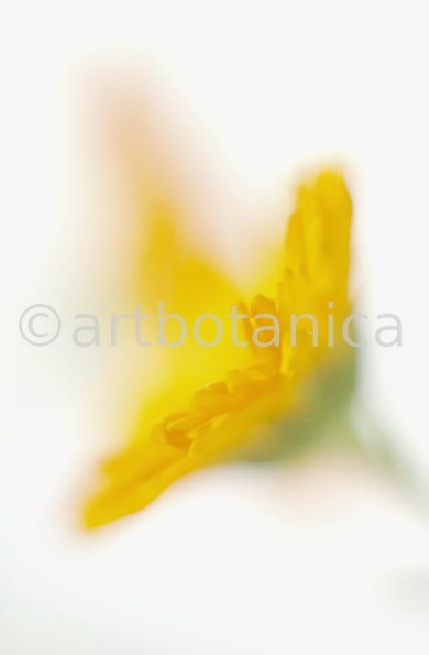 Ringelblume-Calendula-officinalis-28