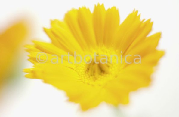 Ringelblume-Calendula-officinalis-25