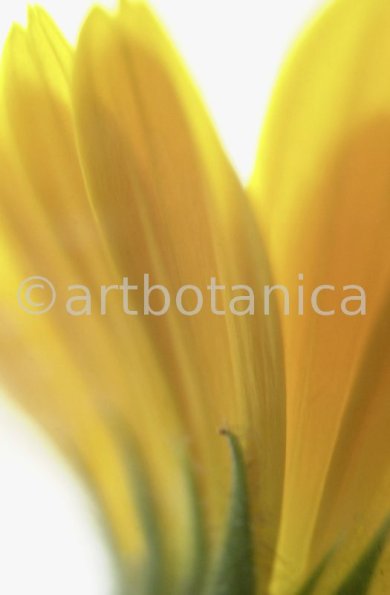 Ringelblume-Calendula-officinalis-112