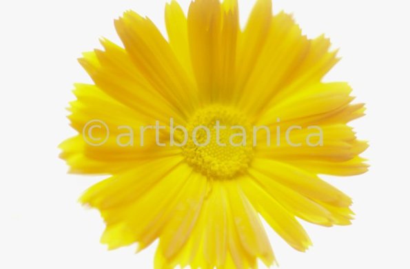 Ringelblume-Calendula-officinalis-64