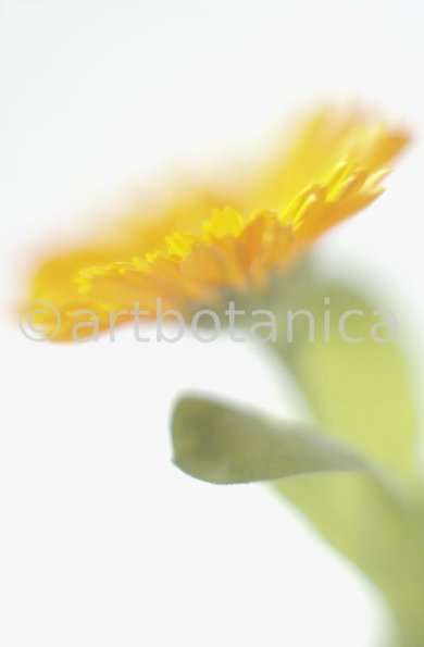 Ringelblume-Calendula-officinalis-45