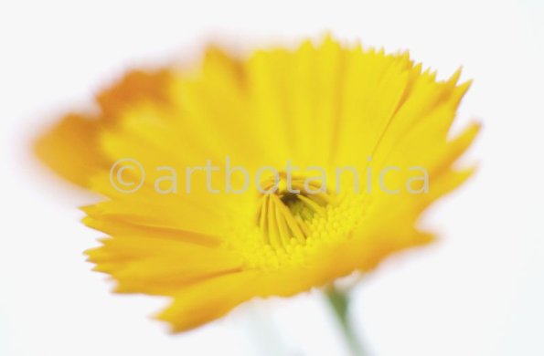 Ringelblume-Calendula-officinalis-30