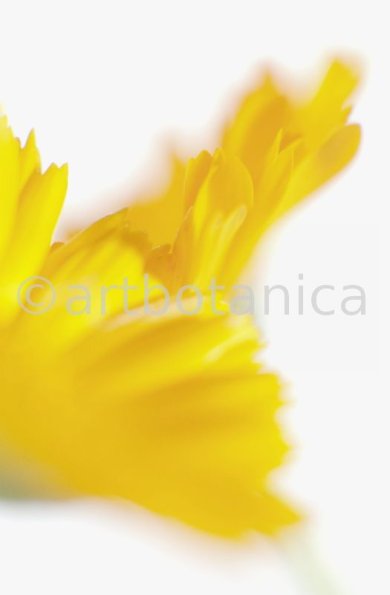 Ringelblume-Calendula-officinalis-31