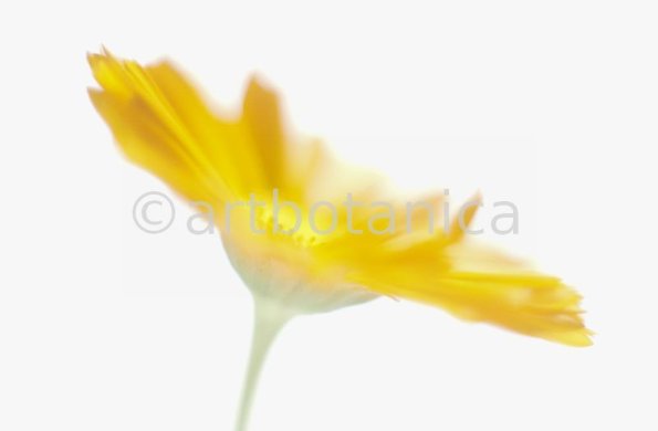 Ringelblume-Calendula-officinalis-57