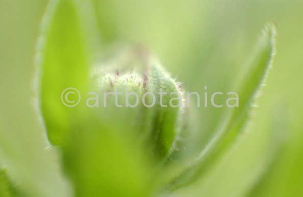 Ringelblume-Calendula-officinalis-85