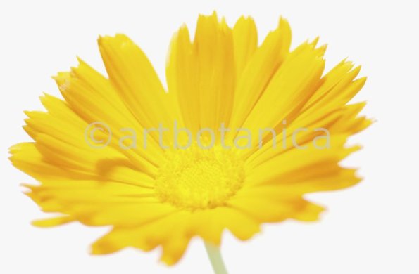 Ringelblume-Calendula-officinalis-27