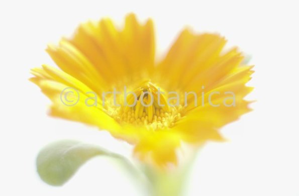 Ringelblume-Calendula-officinalis-42