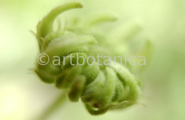 Ringelblume-Calendula-officinalis-88