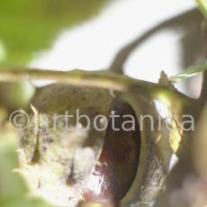 Kastanie-Frucht-Aesculus-hippocastanum-3