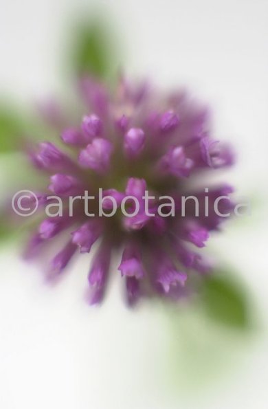 Rotklee-Trifolium-pratense-20