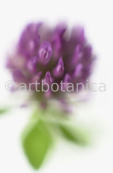 Rotklee-Trifolium-pratense-21