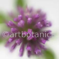 Rotklee-Trifolium-pratense-20
