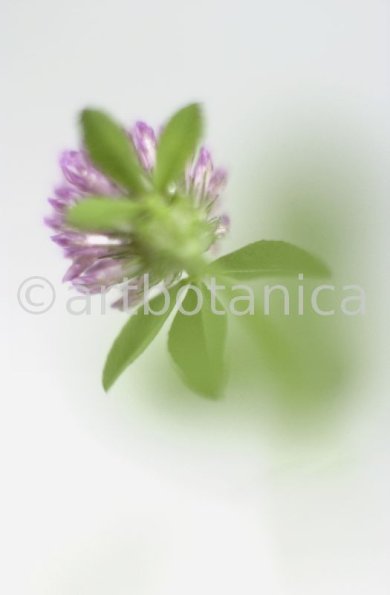 Rotklee-Trifolium-pratense-23