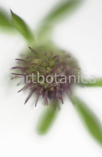 Rotklee-Trifolium-pratense-19