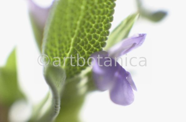 Salbei-Salvia-officinalis-12