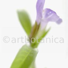 Salbei-Salvia-officinalis-34