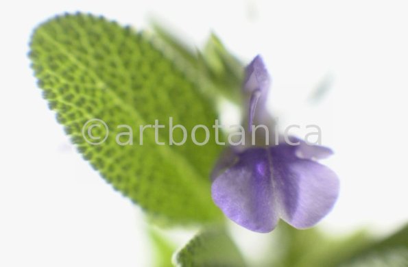 Salbei-Salvia-officinalis-10