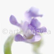 Salbei-Salvia-officinalis-25
