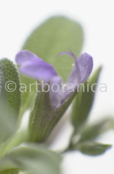 Salbei-Salvia-officinalis-11