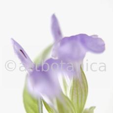 Salbei-Salvia-officinalis-22