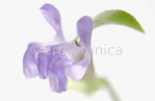 Salbei-Salvia-officinalis-18