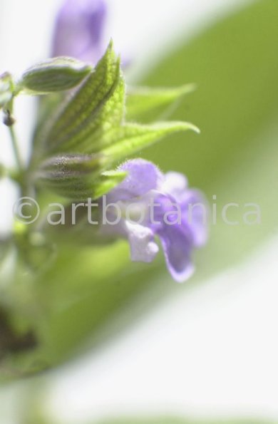 Salbei-Salvia-officinalis-17