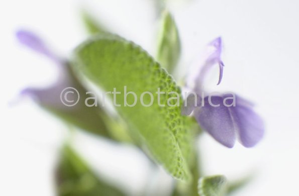 Salbei-Salvia-officinalis-7