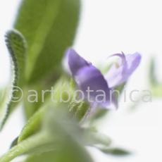 Salbei-Salvia-officinalis-4