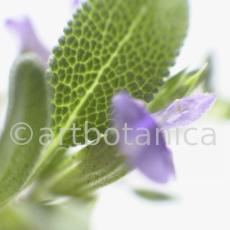 Salbei-Salvia-officinalis-6