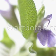 Salbei-Salvia-officinalis-9
