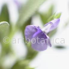 Salbei-Salvia-officinalis-5