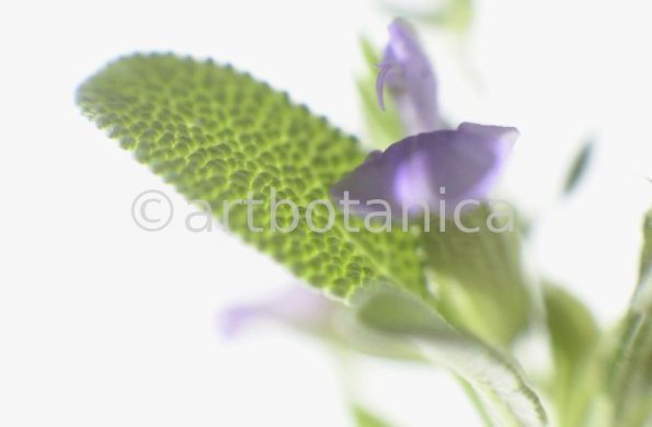 Salbei-Salvia-officinalis-8