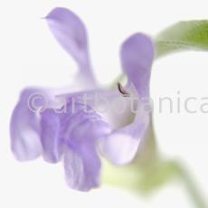 Salbei-Salvia-officinalis-18