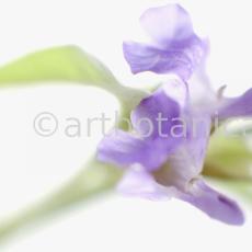 Salbei-Salvia-officinalis-23