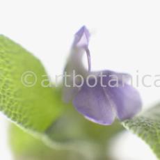 Salbei-Salvia-officinalis-13