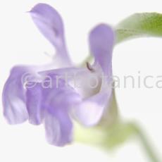 Salbei-Salvia-officinalis-19