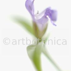 Salbei-Salvia-officinalis-32