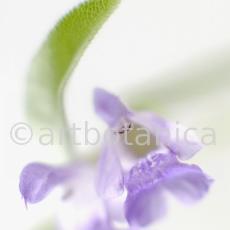 Salbei-Salvia-officinalis-27