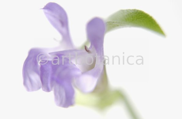 Salbei-Salvia-officinalis-19