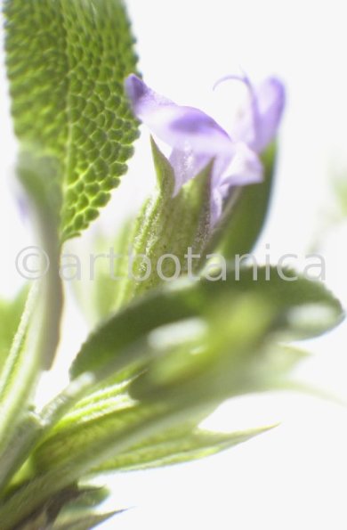 Salbei-Salvia-officinalis-3