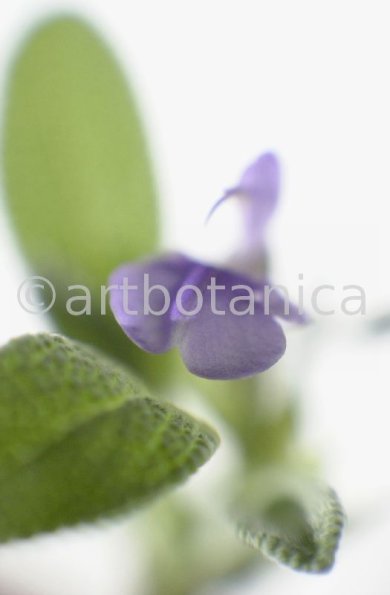 Salbei-Salvia-officinalis-1