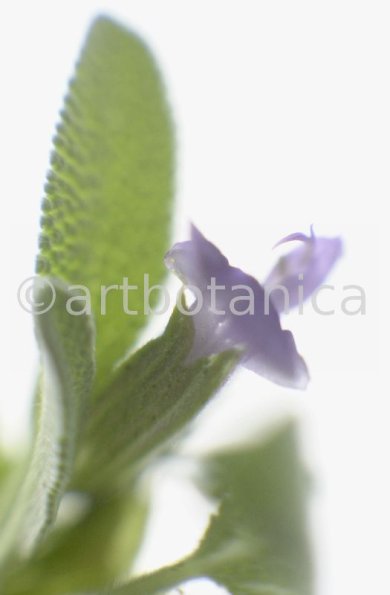 Salbei-Salvia-officinalis-15