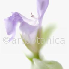 Salbei-Salvia-officinalis-33