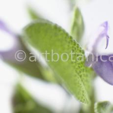Salbei-Salvia-officinalis-7